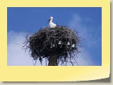 Storch in Estland